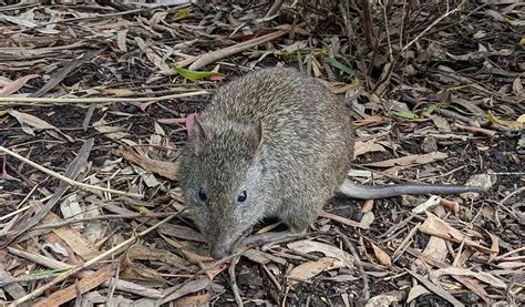 Long-Nosed Potoroo | The Animal Facts | Appearance, Diet, Behavior