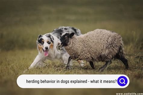 Herding Behavior In Dogs Explained (What It Means?) - Oodle Life