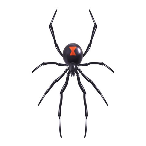 Realistic spider isolated 443934 Vector Art at Vecteezy