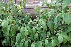 Capsicum pubescens - Wikimedia Commons