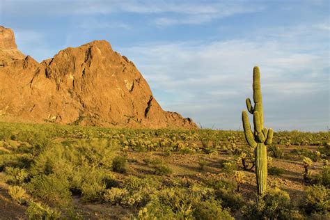 Desert Mountain Cactus Classic Photograph by Photo By Chris Lemmen Www ...