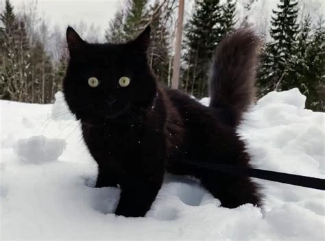 Black Siberian Cat - Complete Guide (With Pictures) | ThePetFAQ