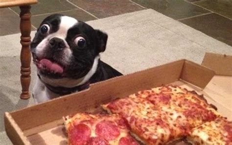 15 Funny Animals Who Just Want to Eat Your Food