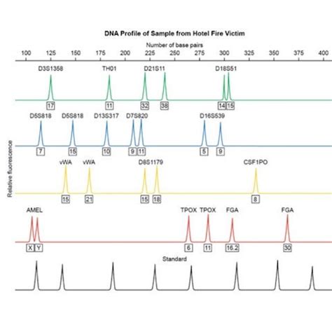 DNA Profiling Activity