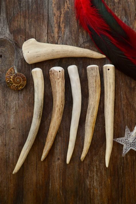 Deer Elk Antlers: Gorgeous Naturally Shed Deer and Elk Antler | Etsy