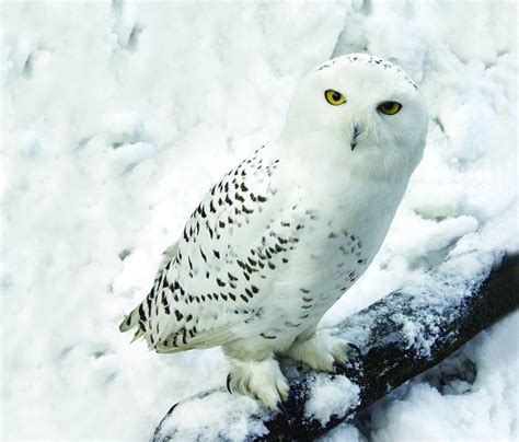 Snowy Owl Wallpapers - Wallpaper Cave