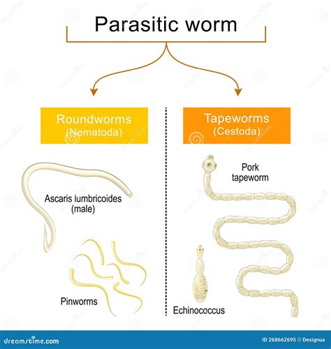 Worm Infection. Helminthiasis. Common Types Of Parasitic Worms Or ...