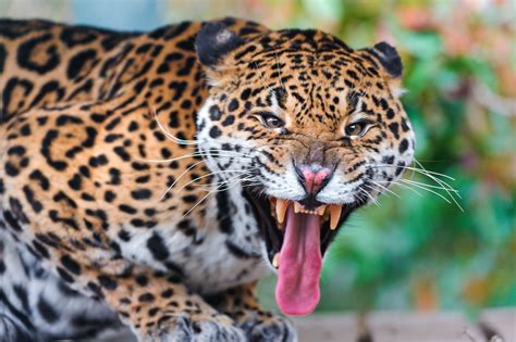 Wallpaper : Jaguar, predator, teeth, anger, aggression 3931x2621 ...