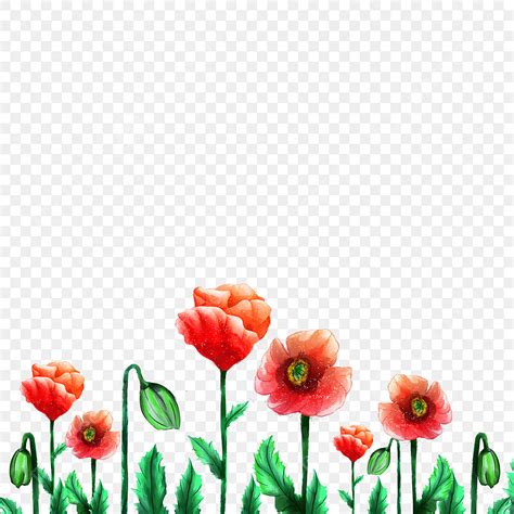 Red Poppy Flower Clipart Transparent PNG Hd, Watercolor Red Botanical ...