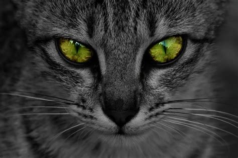 Reflective Cat Eyes Photograph by Ramabhadran Thirupattur - Fine Art ...