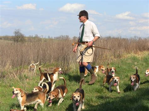 Beagle Hunting Dog Training | 1001doggy.com