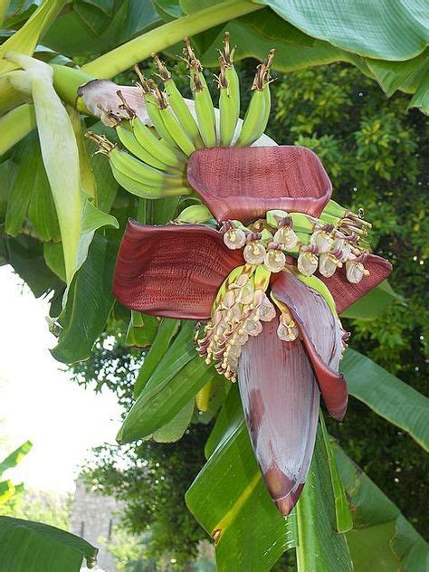 Banana Tree | Banana plants, Banana flower, Fruit