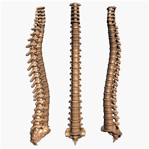 3d spine model