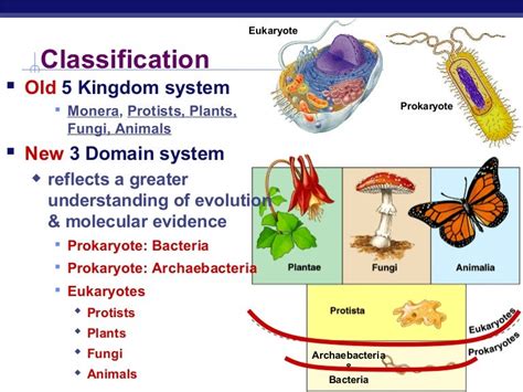 Prokaryotes