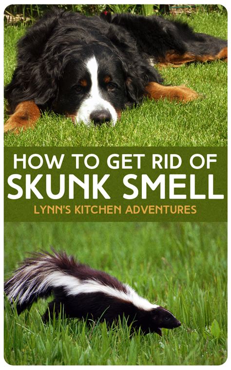 How To Get Rid Of Skunk Smell Outside The House - House Poster