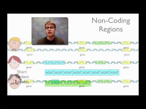 16.12: Genetic Information Used for Identification - Biology LibreTexts