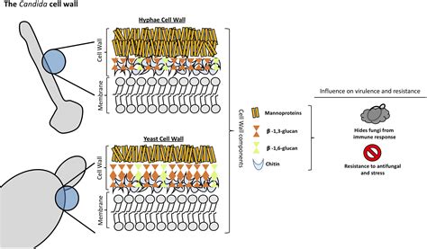 Understanding the Structure of Candida, Yeast, and Fungi