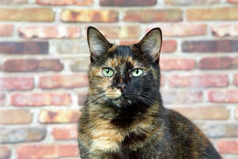 Portrait of a Tortoiseshell Tortie Torbie Tabby Cat Photograph by ...