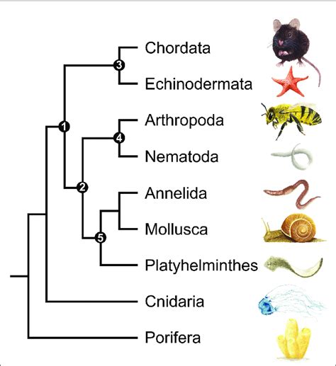 A simplified phylogenetic tree of the kingdom Animalia showing only the ...