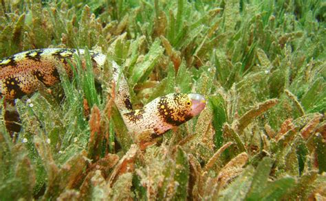 Endangered seagrasses can store carbon | Science Illustrated