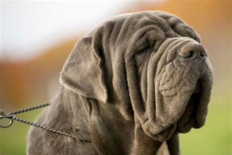 Mastiff Breeds: Meet These Large, Beautiful, and Protective Dogs