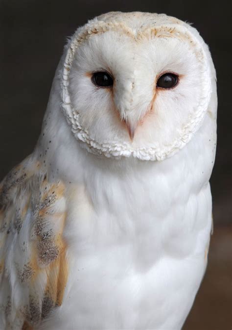 British Owls - Screech Owl Wildlife Park