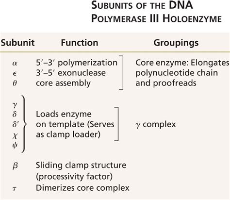 DNA_polymerase_III-holoenzyme.html 11_T03-DNA_polymerase_III-holoenzyme.jpg