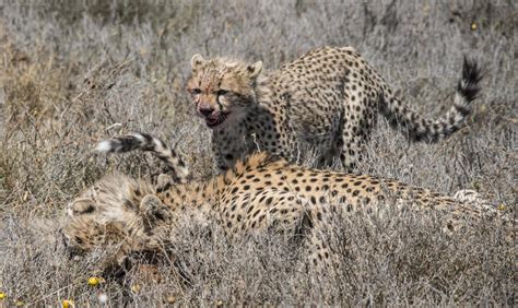 Cheetah Hunting Stock Photos, Images and Backgrounds for Free Download