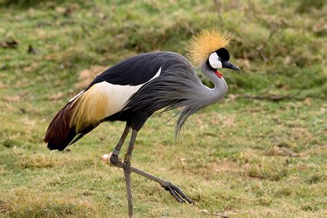 Crane | San Diego Zoo Animals & Plants