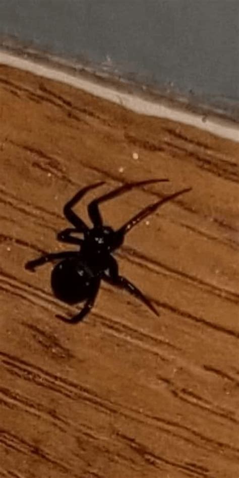 What kind of spider is this? Sorry for potato quality lol : r/spiders