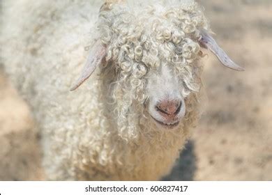 78 Blind Sheep Stock Photos, Images & Photography | Shutterstock