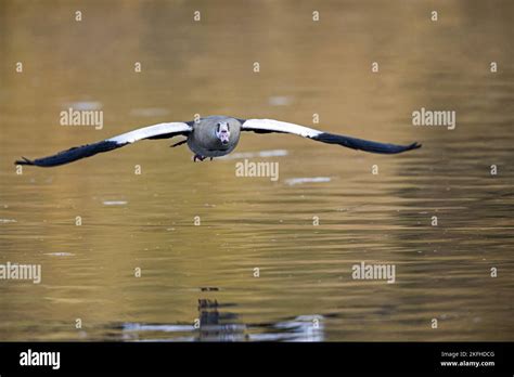 flying Egyptian Goose Stock Photo - Alamy