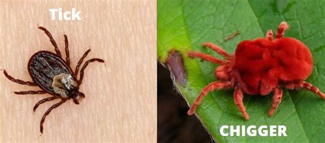 Chiggers Vs Ticks - In 5 Important Points Explained! | Y-L-P-C