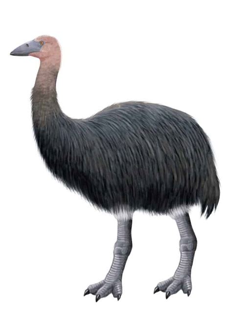 What is the Largest Extinct Bird? - A-Z Animals