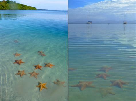 Starfish Beach - Bocas del Toro, Panama | Rich Whitaker | Digital ...