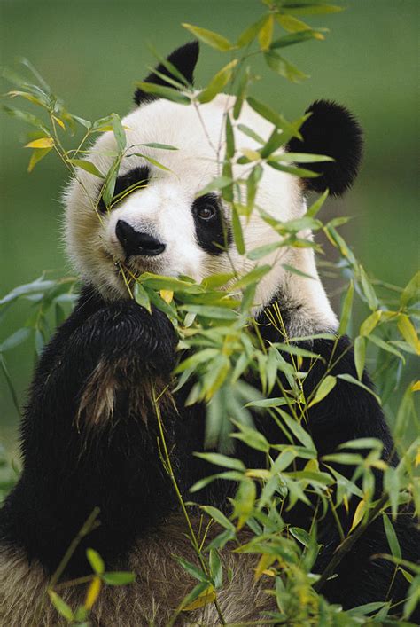 Giant Panda Eating Bamboo by Gerry Ellis