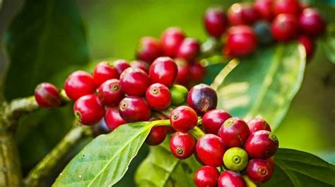 Top 5 Health Benefits of Coffee Fruit Extract | Keep Fit Kingdom