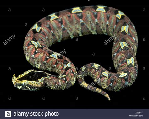 Nasicornis Stock Photos & Nasicornis Stock Images - Alamy