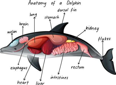 Anatomy of a Dolphin 2680435 Vector Art at Vecteezy