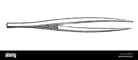 19th century illustration of Dissecting forceps. Original artwork ...