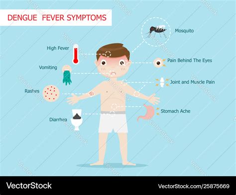 Dengue fever symptoms infographics Royalty Free Vector Image