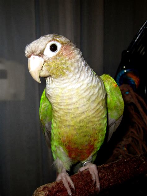 Louise, my cinnamon green-cheek conure | Conure, Pionus, Colorful birds