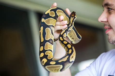 Are Ball Pythons Friendly? - ReptileStartUp.com