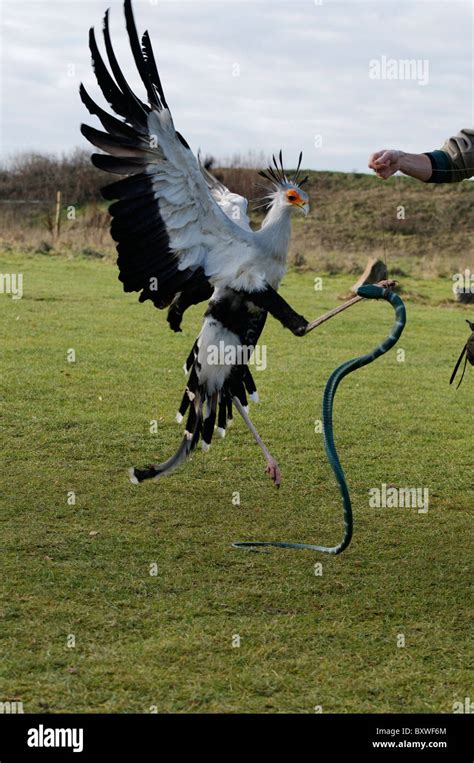 A Secretary Bird fighting with a pretend snake Stock Photo - Alamy