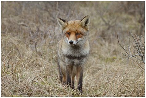 Vos - Fox (Vulpes vulpes) | Uit het archief .... Samen met J… | Flickr