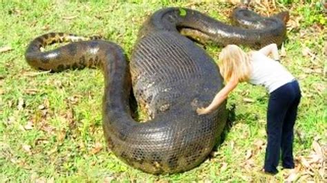 Anaconda Snake - The Largest Snakes In The World - YouTube