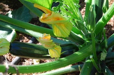 Zucchini Varieties and Types of Zucchini