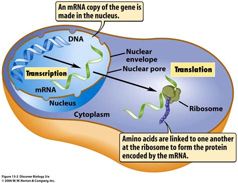 For DNA day: a simple mechanical explanation of aging and disease ...