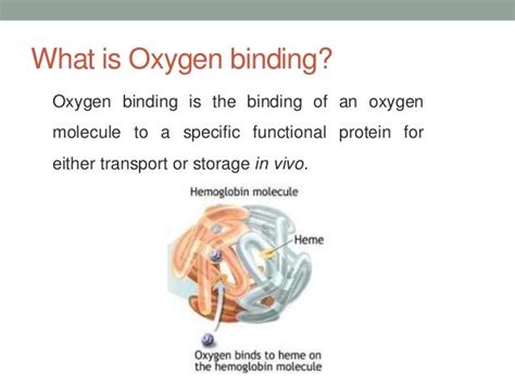 Oxygen Binding by Myoglobin and Hemoglobin