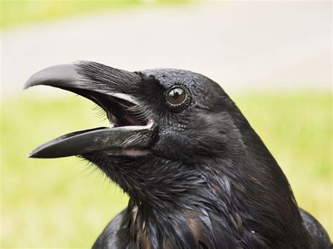 What is the meaning of 'caw'? Researchers aim to decipher the secret ...